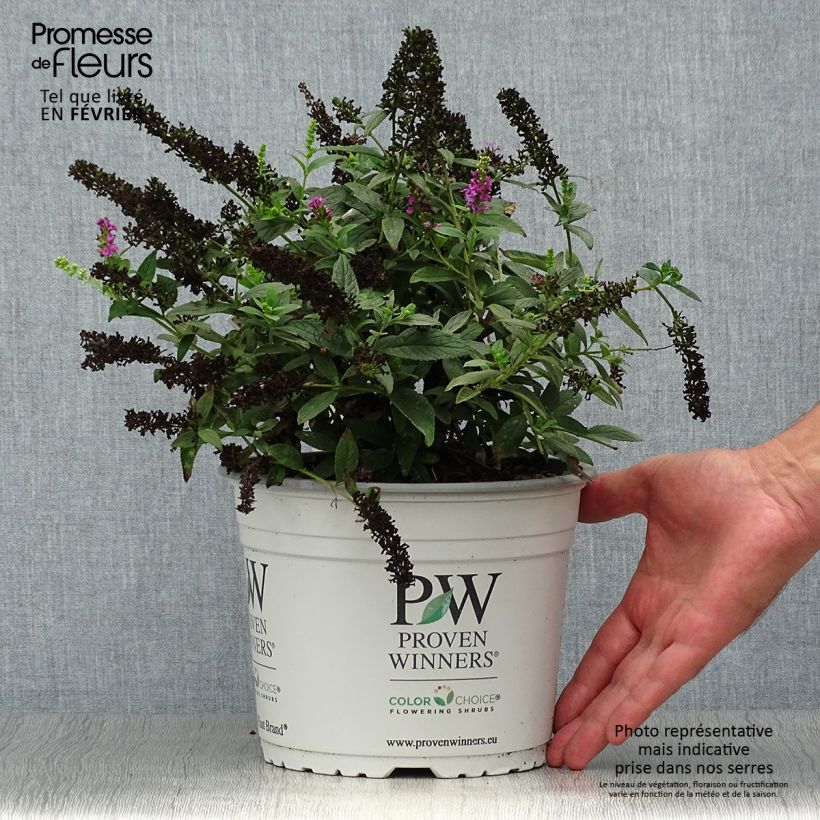Exemplaar van Vlinderstruik Lo and Behold Roze Micro Chip - Buddleja davidii Pot van 3 l/4 l zoals geleverd in de herfst