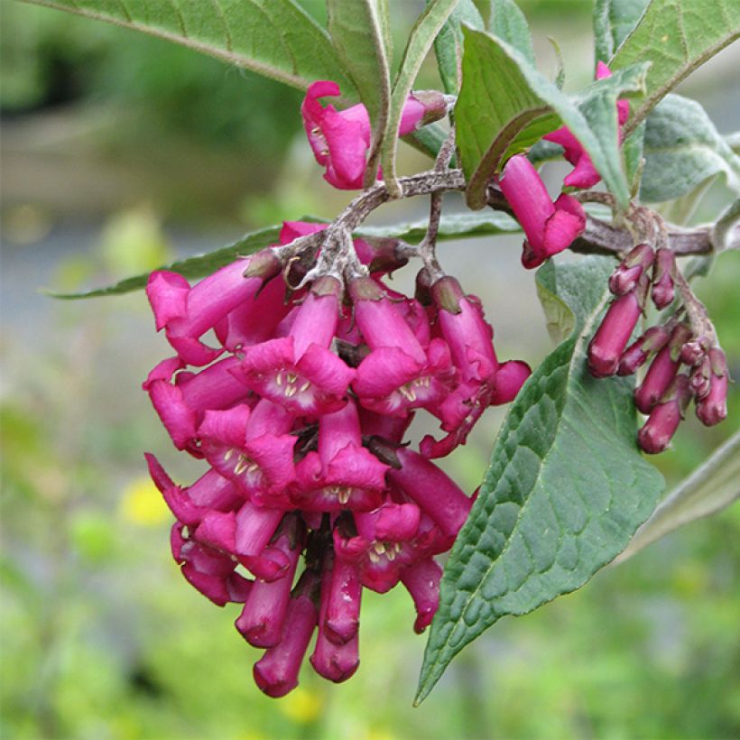 Buddleja colvilei - Colvile-vlinderstruik (Bloei)