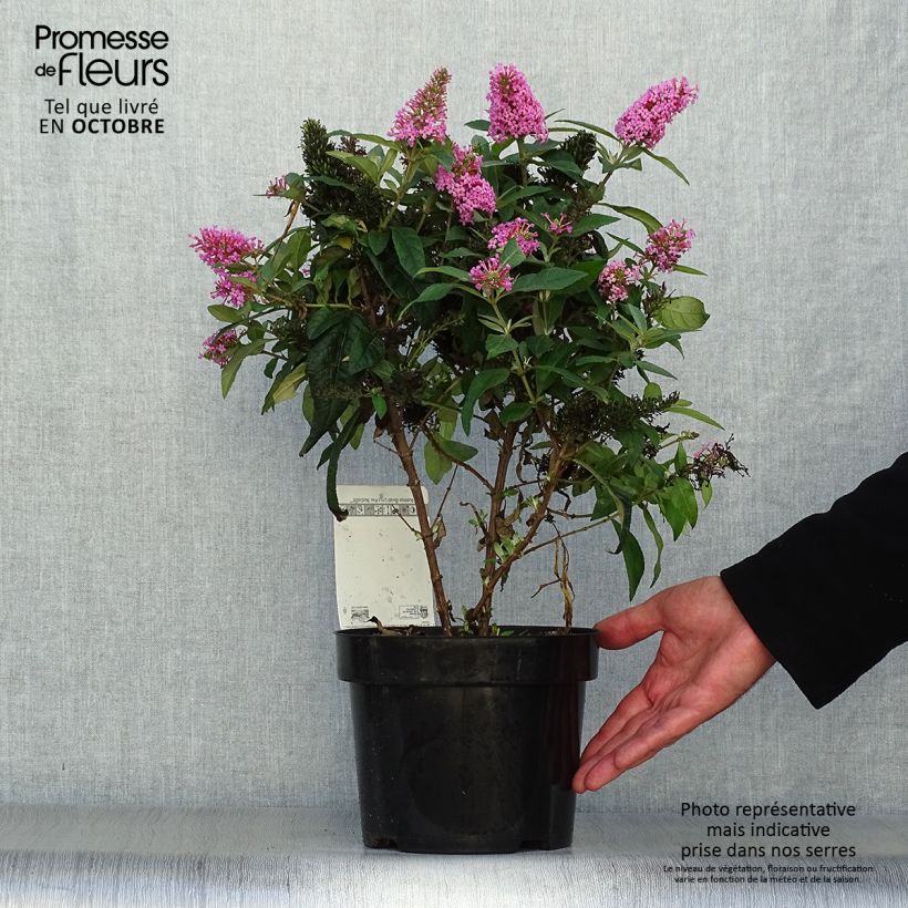 Exemplaar van Vlinderstruik Butterfly Candy Little Roze - Buddleja davidii Pot van 3 l/4 l zoals geleverd in de herfst