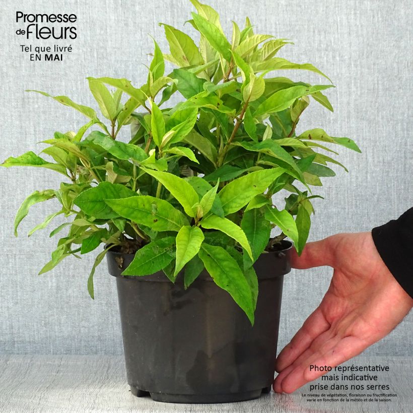 Exemplaar van Vlinderstruik Butterfly Candy Little Roze - Buddleja davidii Pot van 3 l/4 l zoals geleverd in de lente