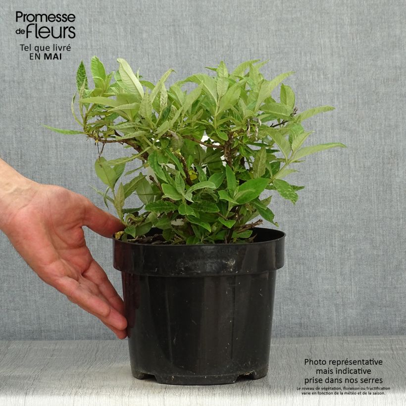 Exemplaar van Vlinderstruik Butterfly Candy Lila Sweetheart - Buddleja davidii Pot van 3 l/4 l zoals geleverd in de lente