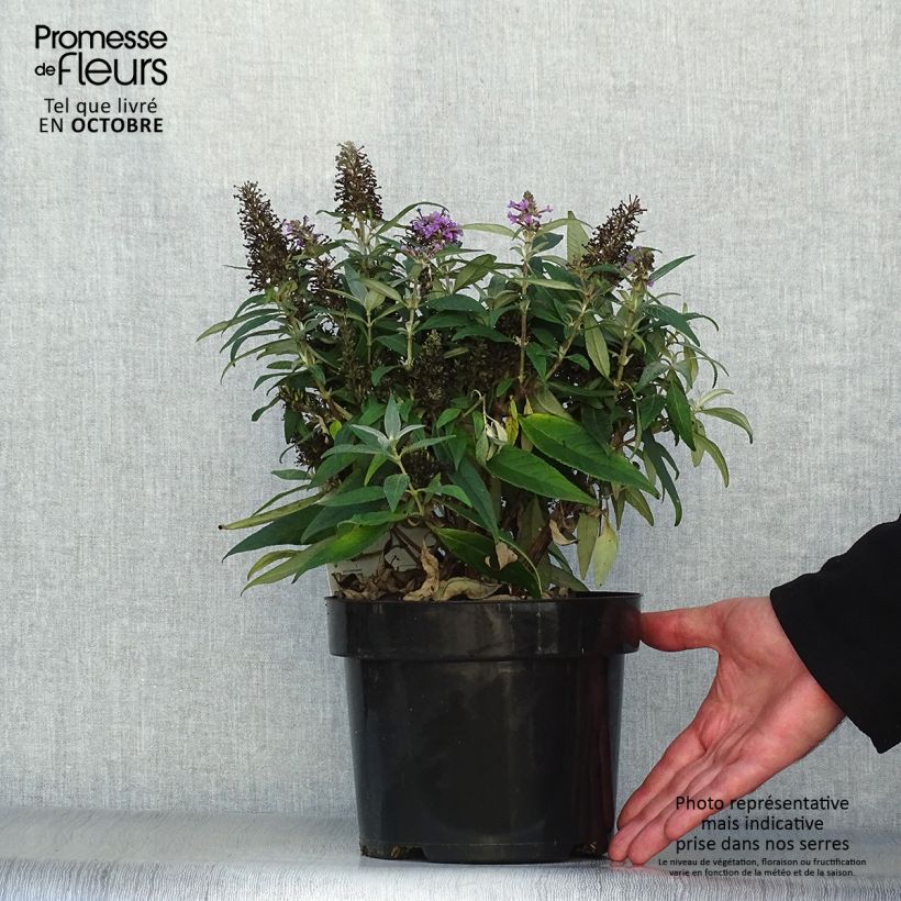 Exemplaar van Vlinderstruik Butterfly Candy Little Lila - Buddleja davidii Pot van 3 l/4 l zoals geleverd in de herfst