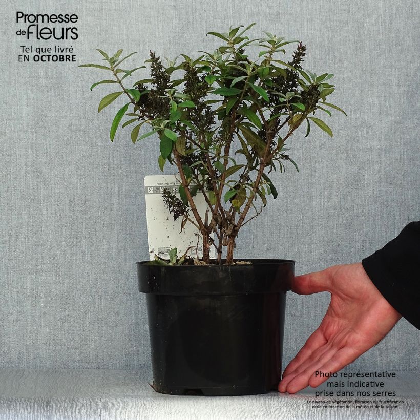Exemplaar van Vlinderstruik Butterfly Candy Little Ruby - Buddleja davidii Pot van 3 l/4 l zoals geleverd in de herfst