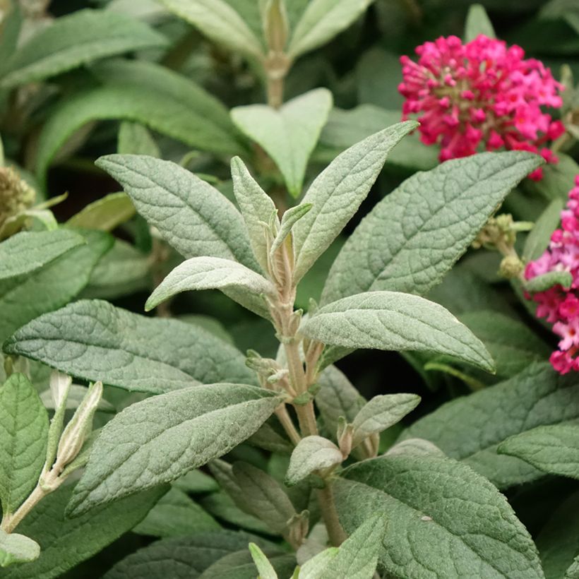 Vlinderstruik Butterfly Candy Little Ruby - Buddleja davidii (Blad)
