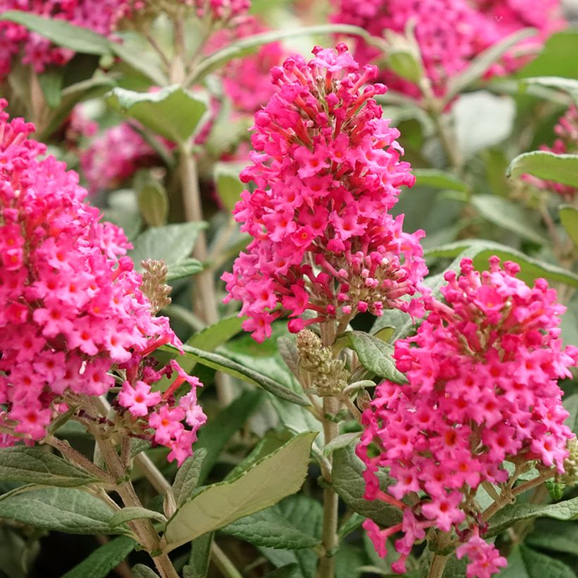 Vlinderstruik Butterfly Candy Little Ruby - Buddleja davidii (Bloei)