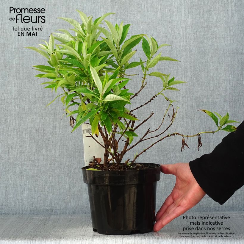 Example of Vlinderstruik Butterfly Candy Little Wit - Buddleja davidii Pot van 3 l/4 l as you get in printemps