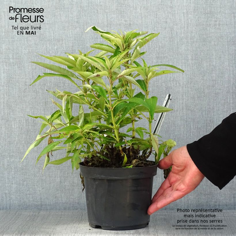 Exemplaar van Vlinderstruik Butterfly Candy Little Paars - Buddleja davidii Pot van 3 l/4 l zoals geleverd in de lente