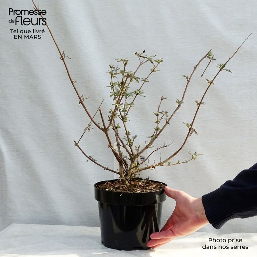 Exemplaar van Vlinderstruik Camberwell Beauty - Buddleja davidii Pot van 3 l/4 l zoals geleverd in de lente