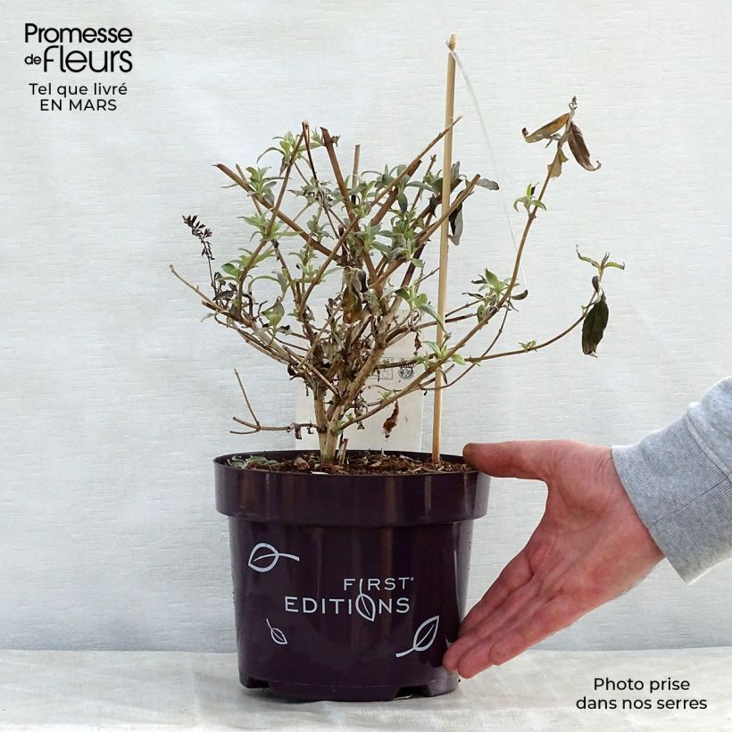 Exemplaar van Vlinderstruik Groovy Grape - Buddleja davidii Pot van 3 l/4 l zoals geleverd in de lente