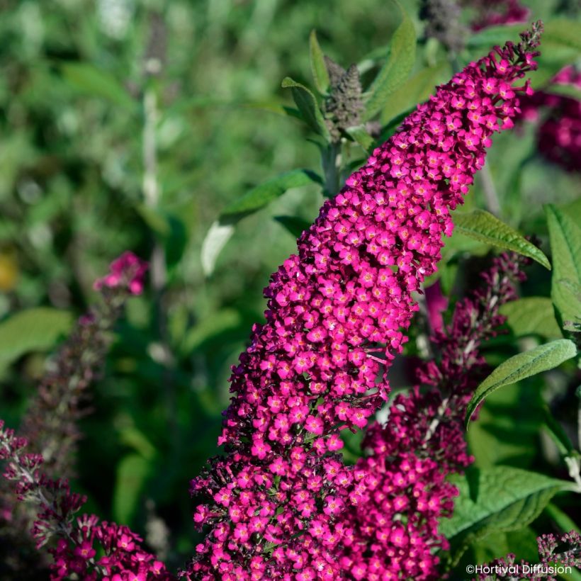 Vlinderstruik Rêve de Papillon Rood - Buddleja (Bloei)