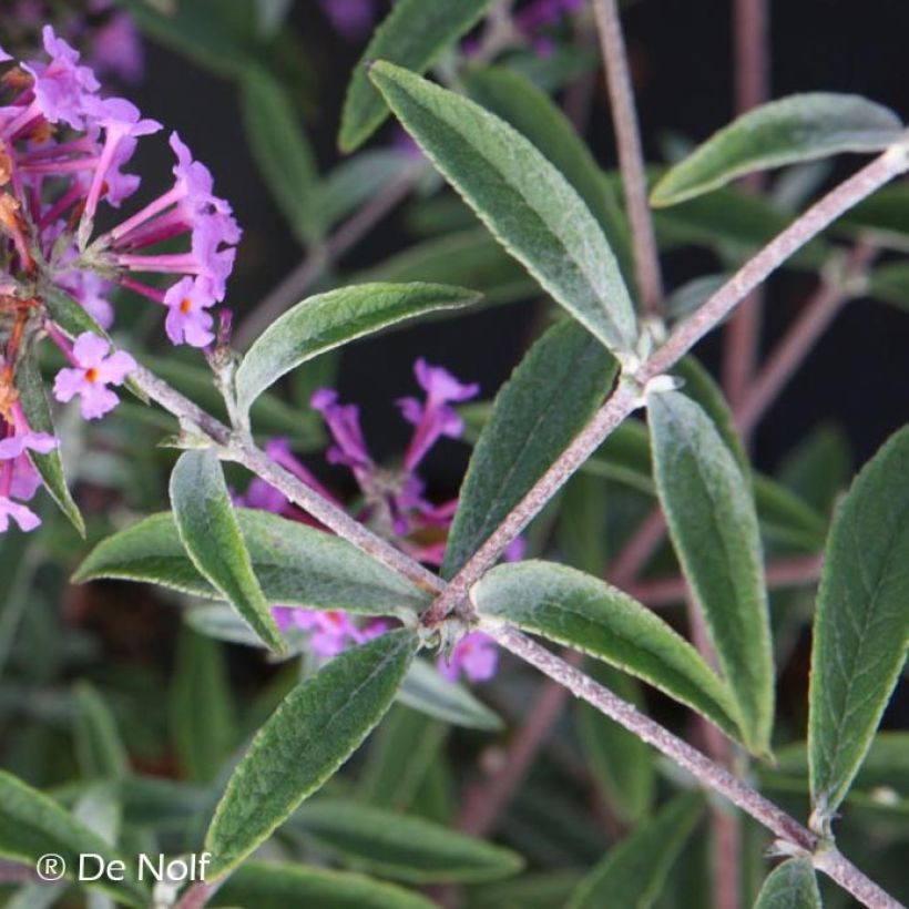 Vlinderstruik Sophie - Buddleja davidii (Blad)