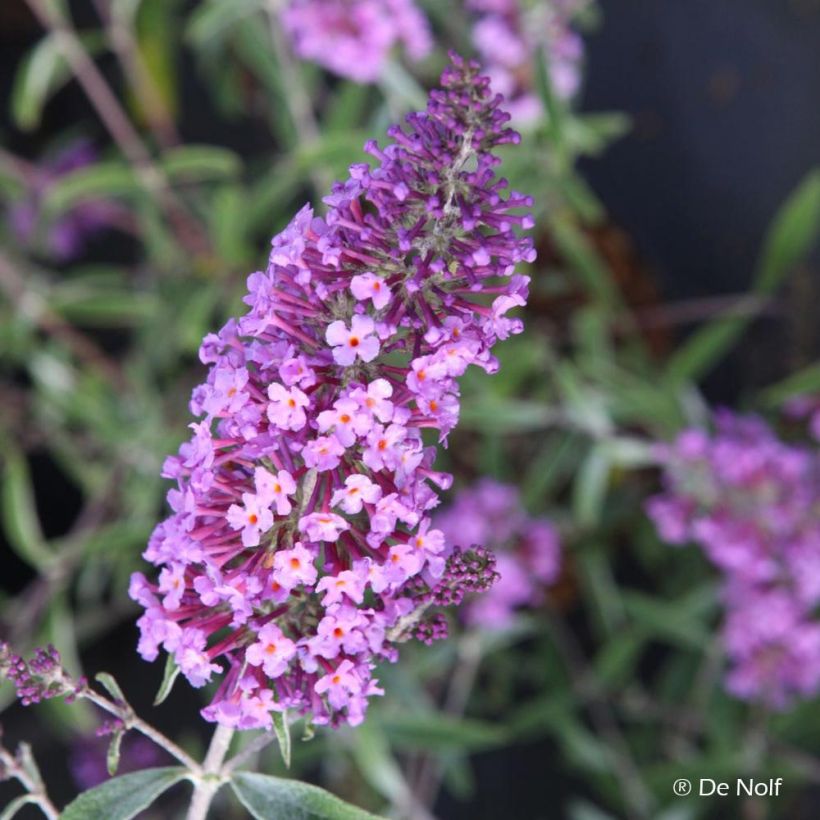 Vlinderstruik Sophie - Buddleja davidii (Bloei)