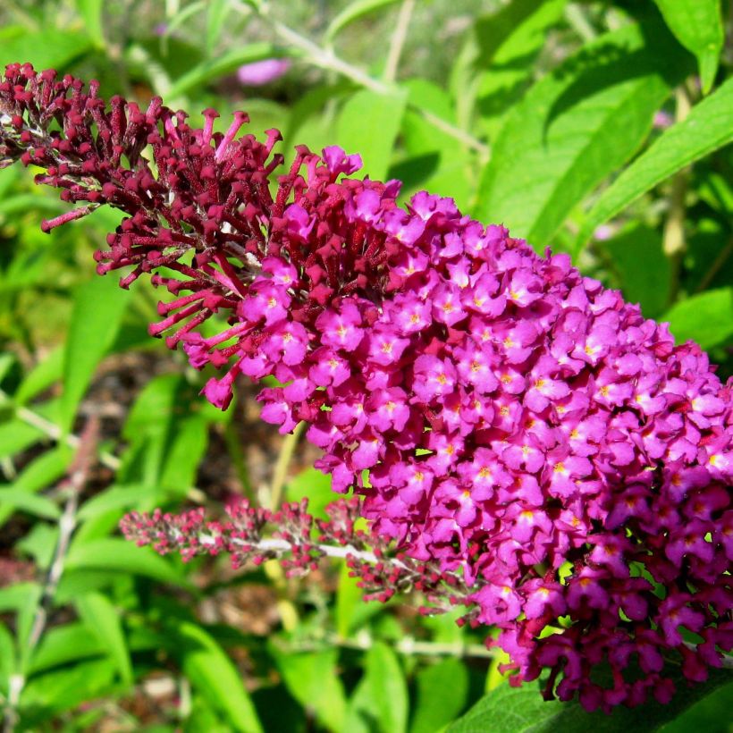 Vlinderstruik Sugar Plum - Buddleja davidii (Bloei)