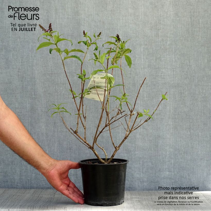 Exemplaar van Vlinderstruik Sugar Plum - Buddleja davidii Pot van 3 l/4 l zoals geleverd in de zomer