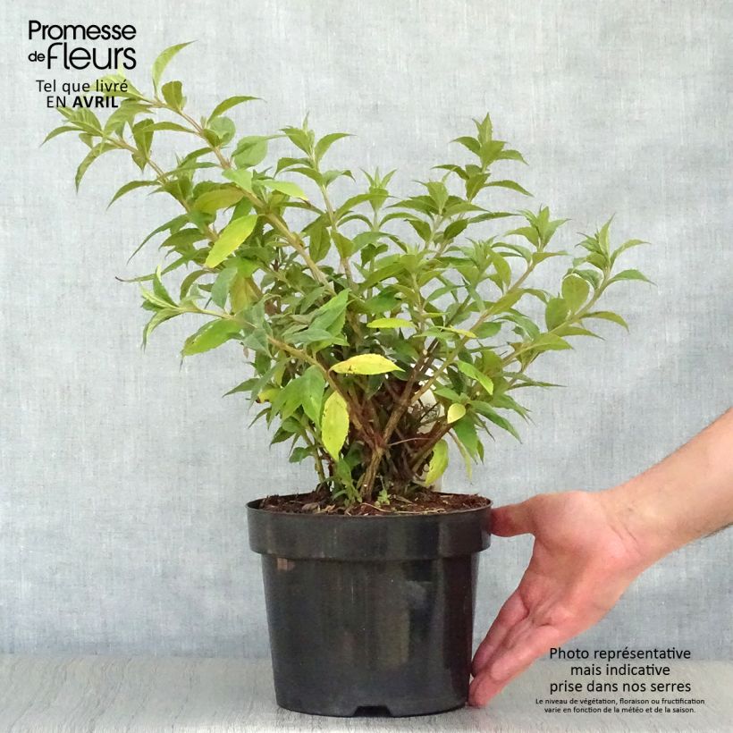 Exemplaar van Vlinderstruik Sugar Plum - Buddleja davidii Pot van 3 l/4 l zoals geleverd in de lente