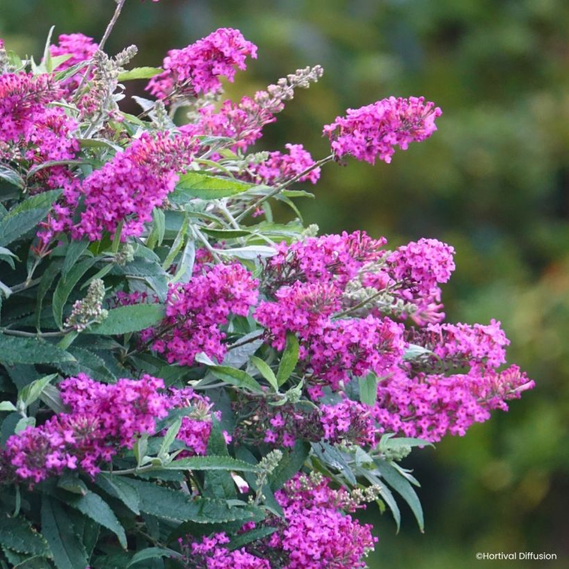 Vlinderstruik Tiny Buddy Hot Roze - Buddleja (Bloei)