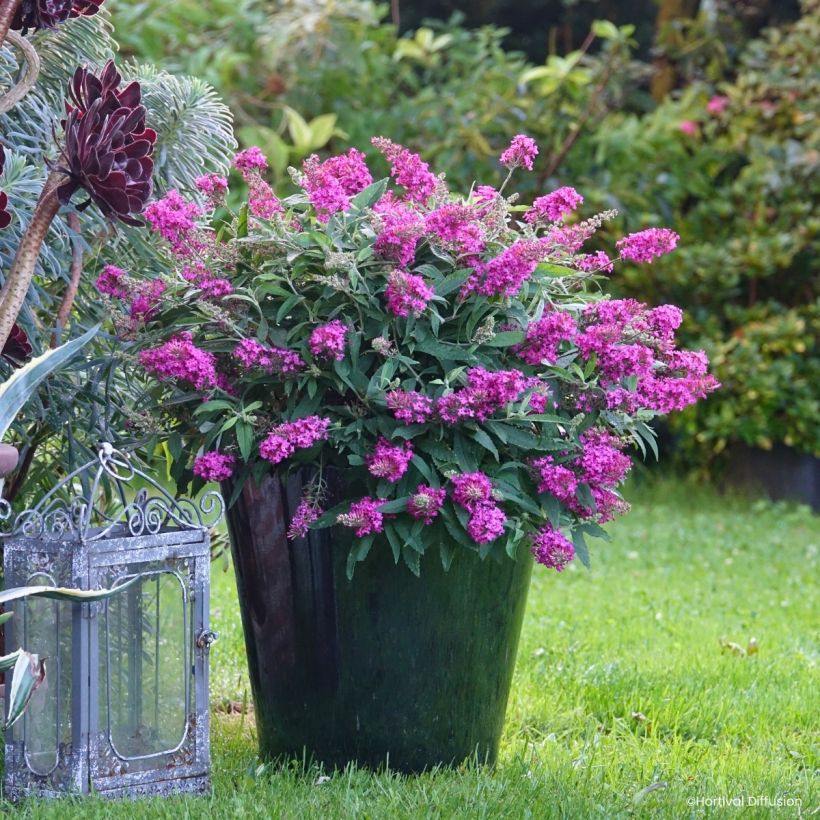 Vlinderstruik Tiny Buddy Hot Roze - Buddleja (Groeiplaats)