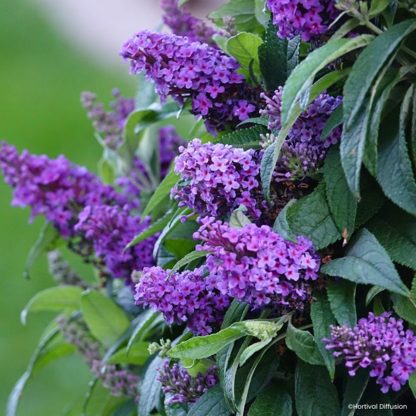 Vlinderstruik Tiny Buddy Violet - Buddleja davidii (Bloei)