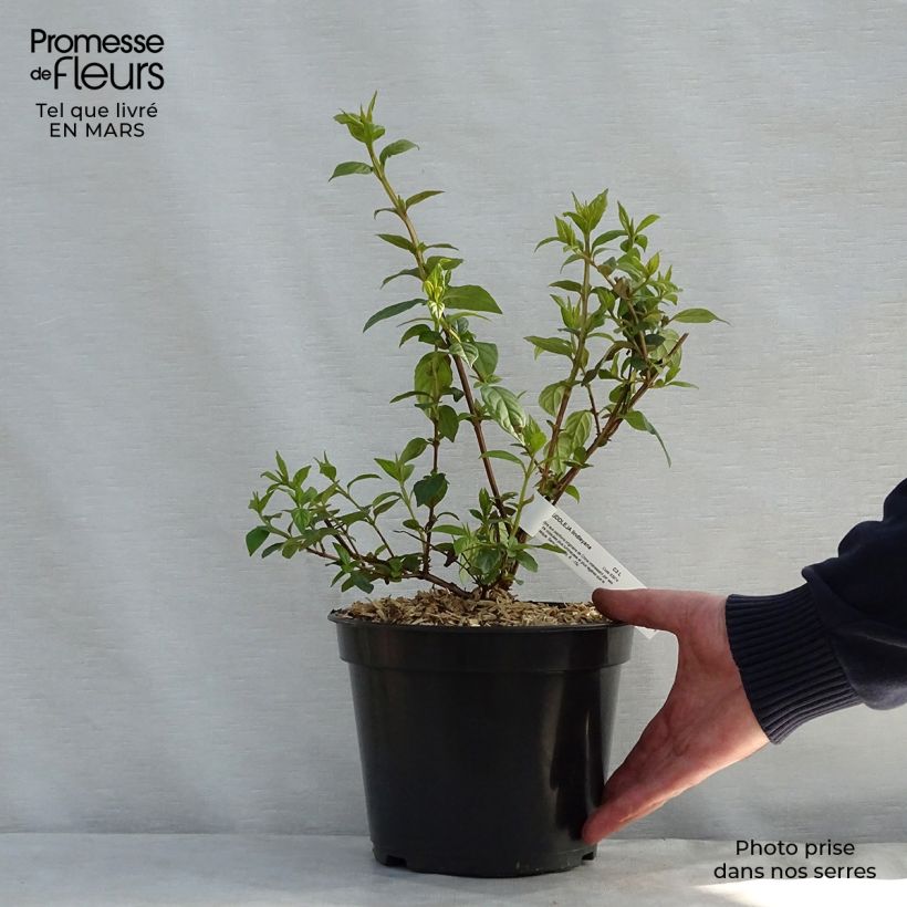 Example of Buddleja lindleyana - Lindley-vlinderstruik Pot van 4 l/5 l as you get in printemps