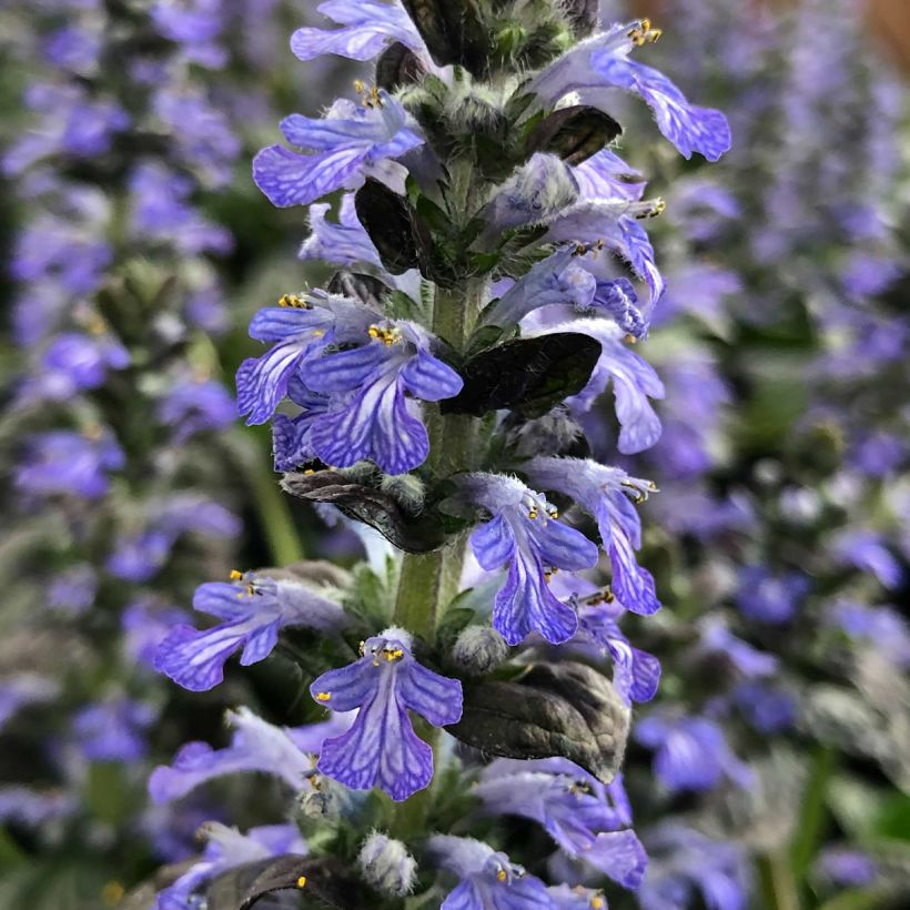 Ajuga reptans Atropurpurea - Kruipend zenegroen (Bloei)