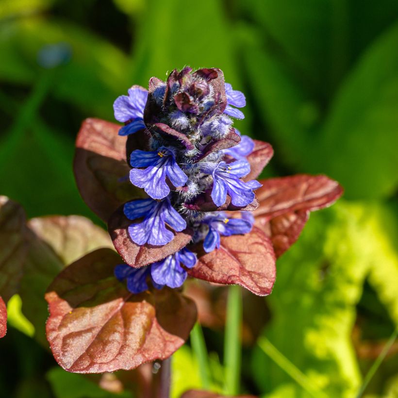 Ajuga reptans Atropurpurea - Kruipend zenegroen (Bloei)