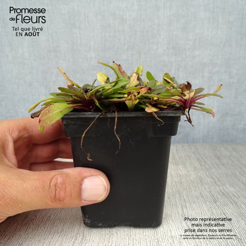 Exemplaar van Ajuga reptans Atropurpurea - Kruipend zenegroen Kweekpotje van 7/8 cm zoals geleverd in de zomer