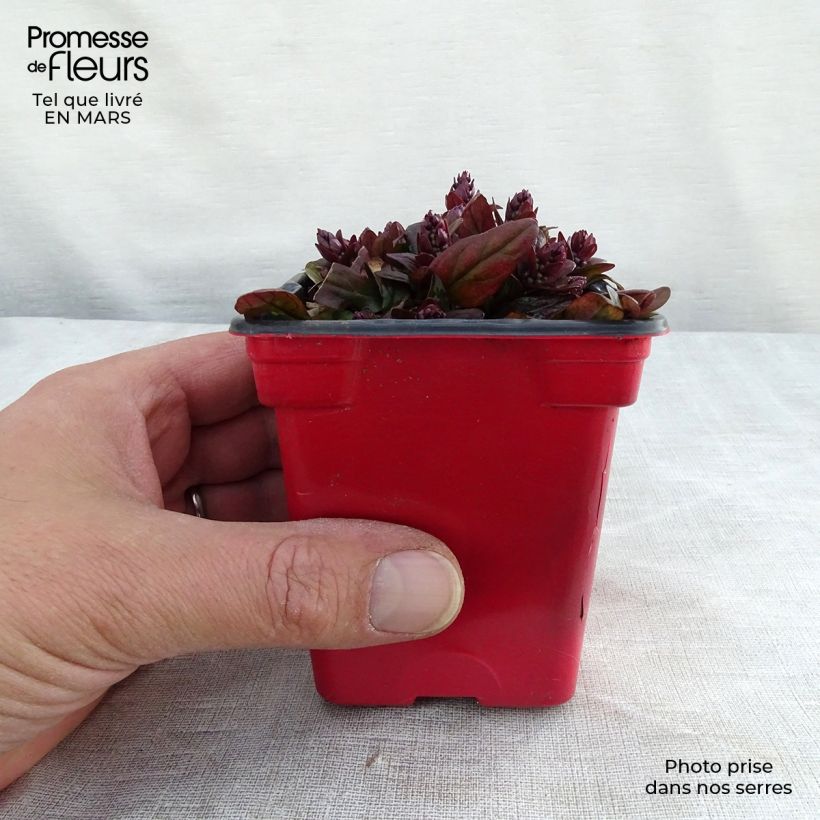 Exemplaar van Ajuga reptans Atropurpurea - Kruipend zenegroen Kweekpotje van 7/8 cm zoals geleverd in de lente