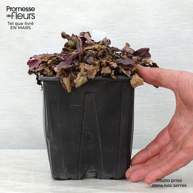 Exemplaar van Ajuga reptans Atropurpurea - Kruipend zenegroen Pot van 2 l/3 l zoals geleverd in de lente
