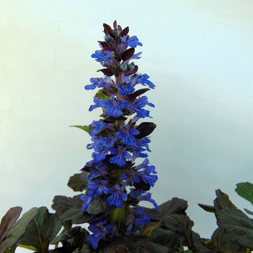 Ajuga reptans Black Scallop - Kruipend zenegroen (Bloei)