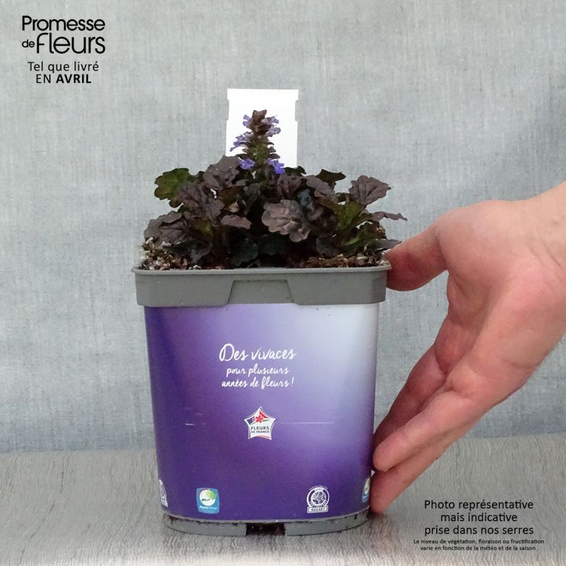 Exemplaar van Ajuga reptans Black Scallop - Kruipend zenegroen Pot van 2 l/3 l zoals geleverd in de lente