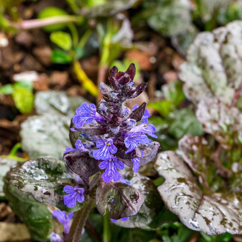Ajuga reptans Black Scallop - Kruipend zenegroen (Bloei)