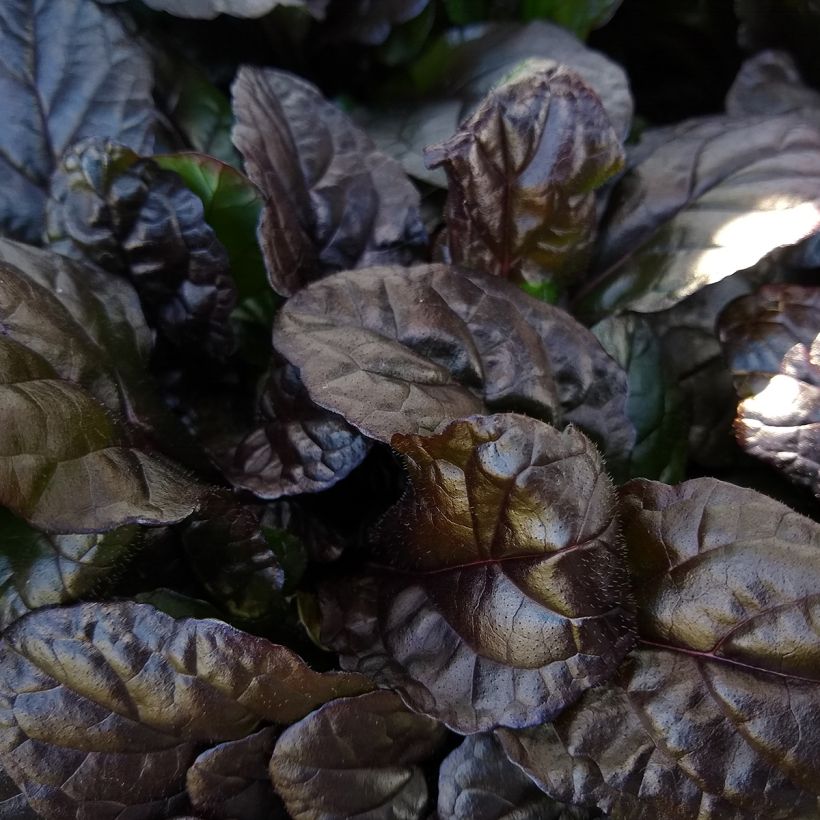 Ajuga reptans Braunherz - Kruipend zenegroen (Blad)