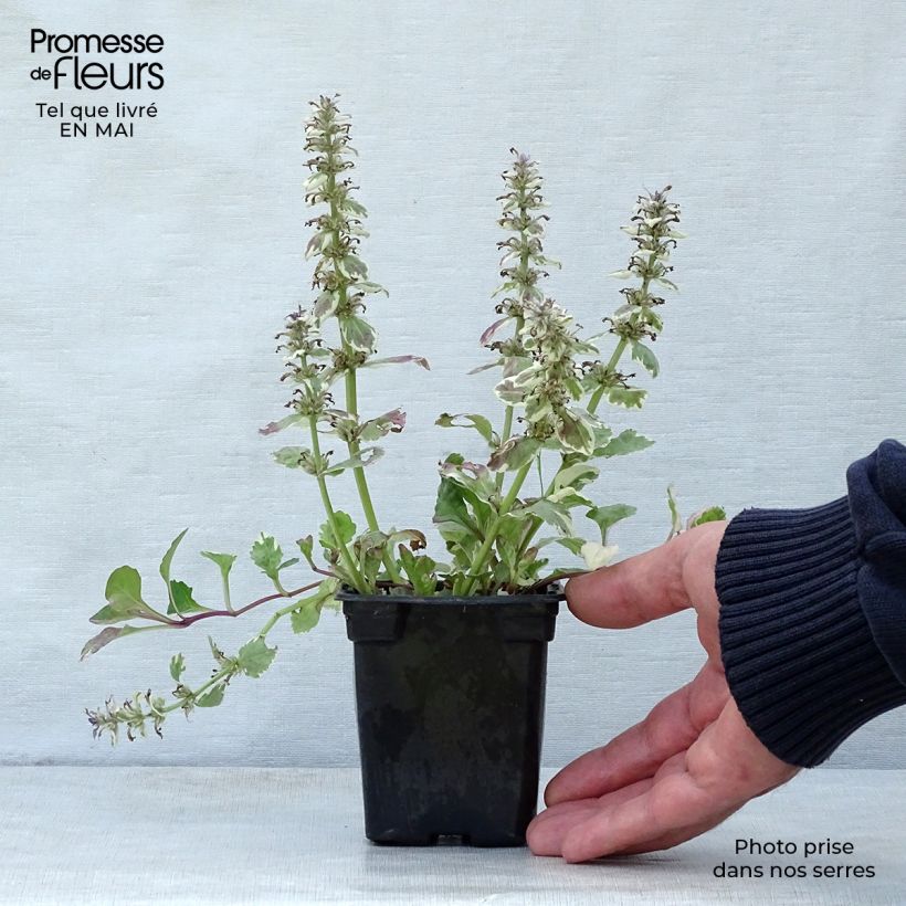 Exemplaar van Ajuga reptans Burgundy Glow - Kruipend zenegroen Kweekpotje van 7/8 cm zoals geleverd in de lente