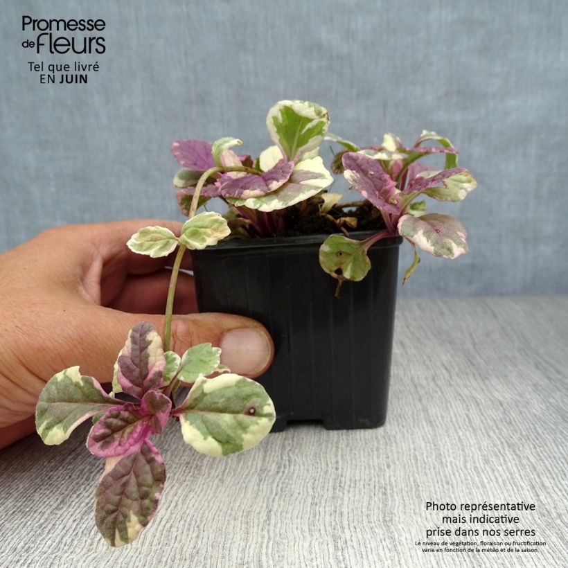 Exemplaar van Ajuga reptans Burgundy Glow - Kruipend zenegroen Kweekpotje van 7/8 cm zoals geleverd in de zomer