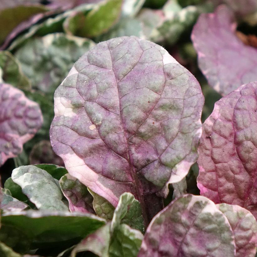 Ajuga reptans Burgundy Glow - Kruipend zenegroen (Bloei)
