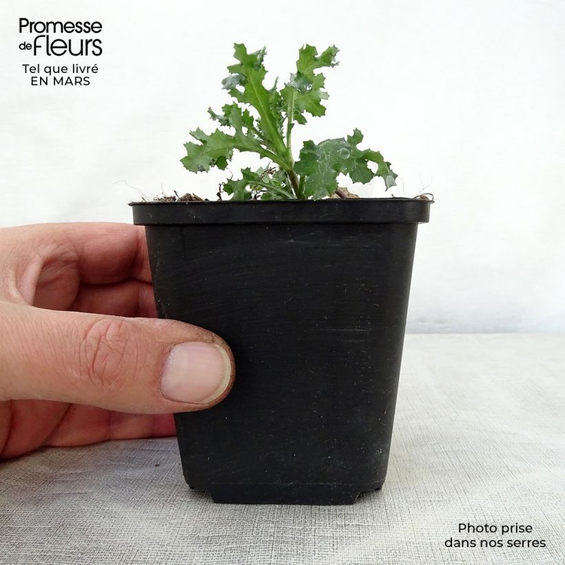 Exemplaar van Ajuga reptans Golden Glow - Kruipend zenegroen Kweekpotje van 8/9 cm zoals geleverd in de lente