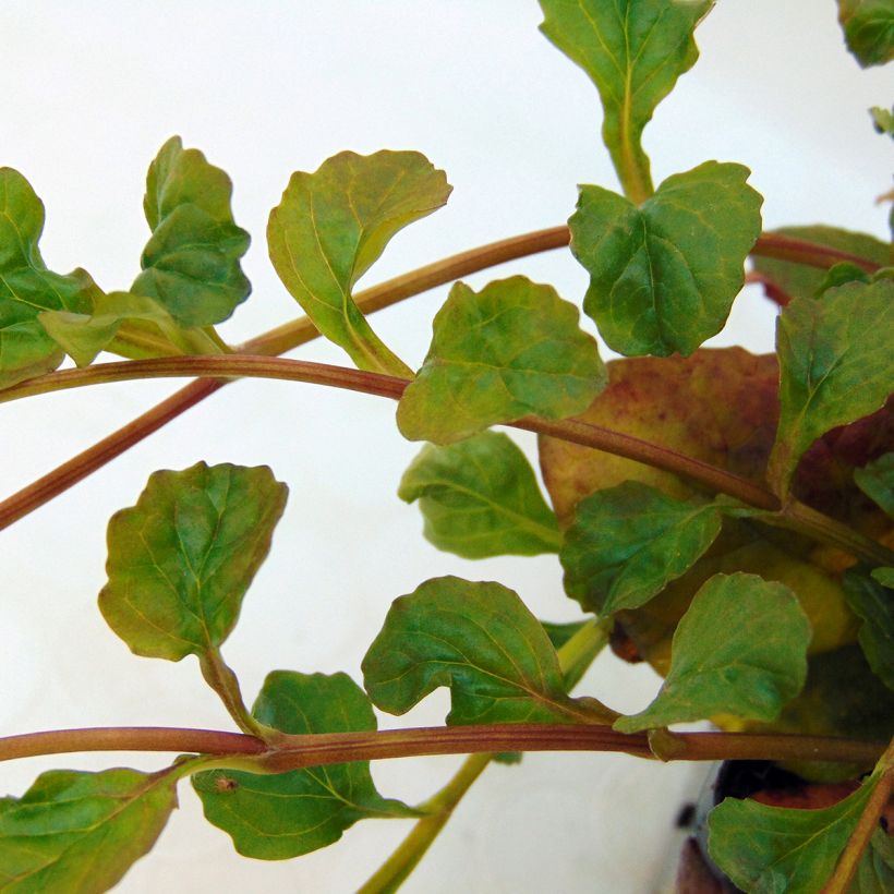 Ajuga reptans Multicolor - Kruipend zenegroen (Blad)