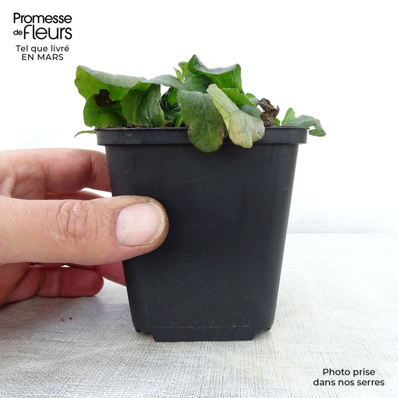 Exemplaar van Ajuga reptans Sanne - Kruipend zenegroen Kweekpotje van 8/9 cm zoals geleverd in de lente