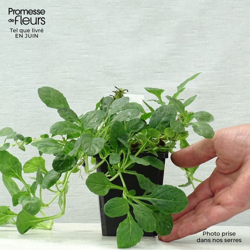 Exemplaar van Ajuga reptans Sanne - Kruipend zenegroen Kweekpotje van 8/9 cm zoals geleverd in de zomer