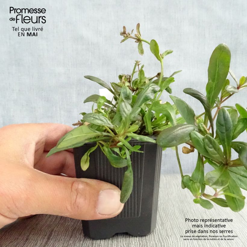 Exemplaar van Ajuga reptans Chocolate Chip - Kruipend zenegroen Kweekpotje van 8/9 cm zoals geleverd in de lente