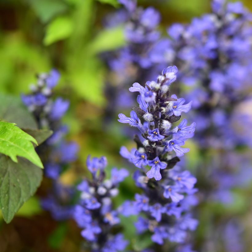 Ajuga reptans Chocolate Chip - Kruipend zenegroen (Bloei)