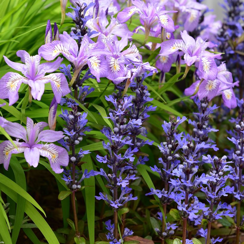 Ajuga reptans Chocolate Chip - Kruipend zenegroen (Groeiplaats)