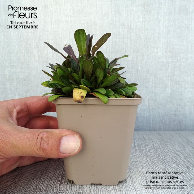 Exemplaar van Ajuga reptans Dixie Chip - Kruipend zenegroen Kweekpotje van 8/9 cm zoals geleverd in de herfst