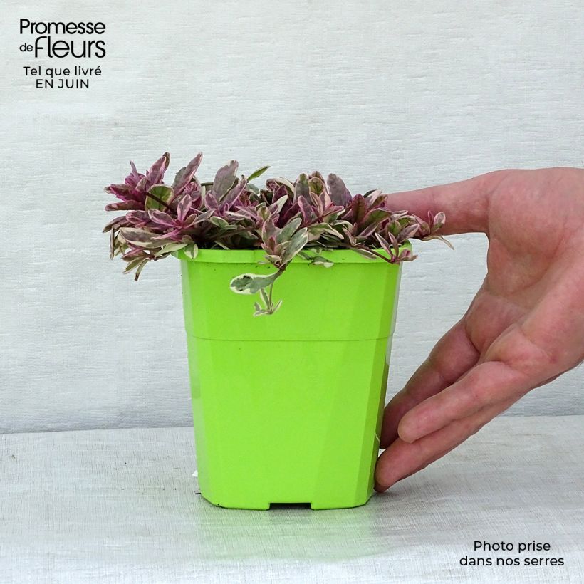 Exemplaar van Ajuga reptans Princess Nadia - Kruipend zenegroen Pot van 1,5 l/2 l zoals geleverd in de zomer