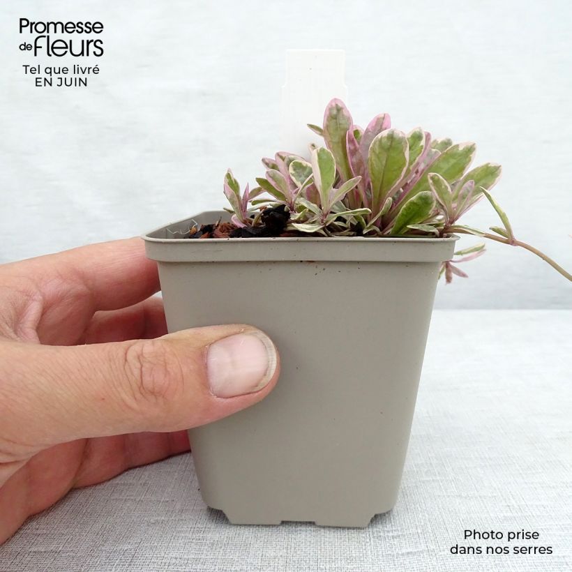 Exemplaar van Ajuga reptans Princess Nadia - Kruipend zenegroen Kweekpotje van 8/9 cm zoals geleverd in de zomer