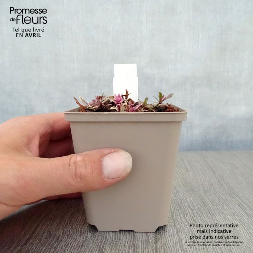 Exemplaar van Ajuga reptans Princess Nadia - Kruipend zenegroen Kweekpotje van 8/9 cm zoals geleverd in de lente