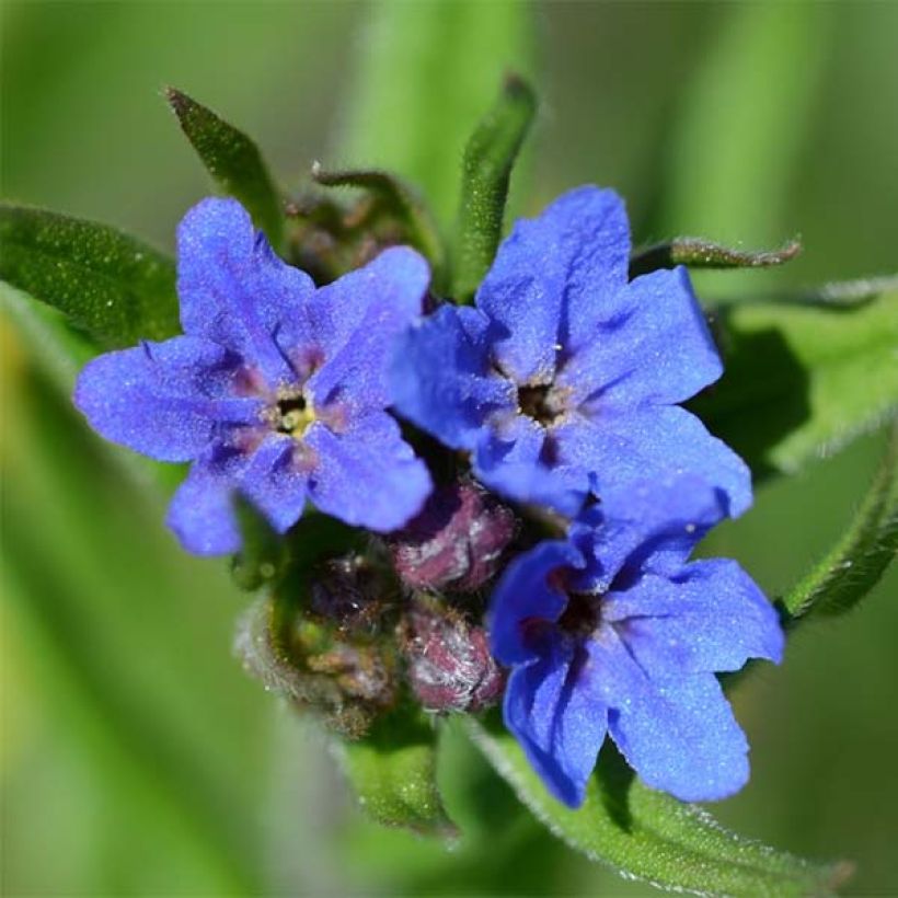 Buglossoides purpurocaerulea - Ruw parelzaad (Bloei)