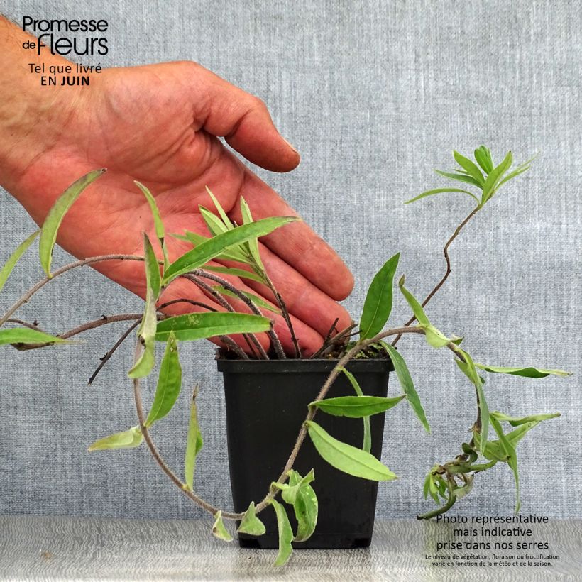 Exemplaar van Buglossoides purpurocaerulea - Ruw parelzaad Kweekpotje van 8/9 cm zoals geleverd in de zomer