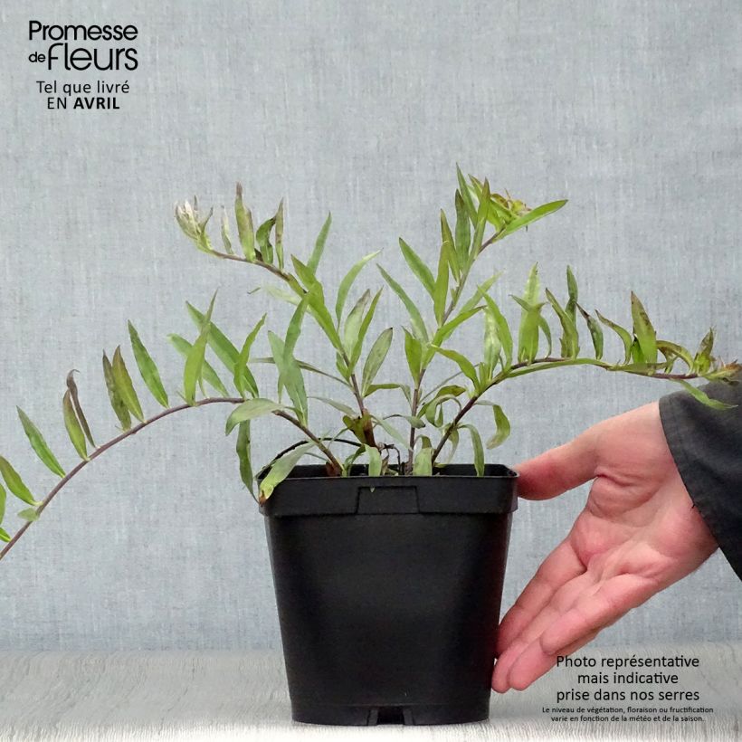 Exemplaar van Buglossoides purpurocaerulea - Ruw parelzaad Pot van 2 l/3 l zoals geleverd in de lente