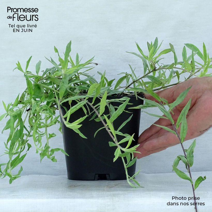 Exemplaar van Buglossoides purpurocaerulea - Ruw parelzaad Pot van 2 l/3 l zoals geleverd in de zomer